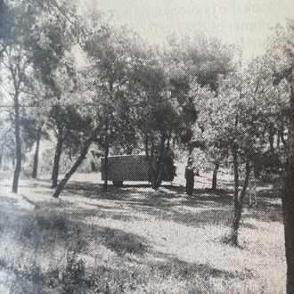 Yasak Orman / The Forbidden Woods