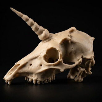 Unicorn Kafatası Fosili
