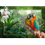 Ravensburger ''Cozy Macaws'' 1000 Parça
