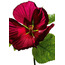 Ravensburger ''Hibiscus Flower-Gloss Effect'' 1000 Parça