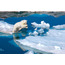 Clementoni 'Polar Bear'' 1000 Parça