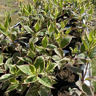 Alacalı Weigela çiçeği