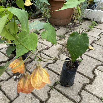 Görseldeki Gün Batımı Sarısı Abutilon Abutilon çiçeği