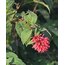 Cestrum elegans çiçeği