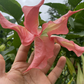 Pembe brugmansia çiçeği