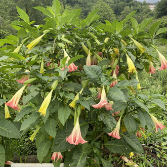 Pembe brugmansia çiçeği