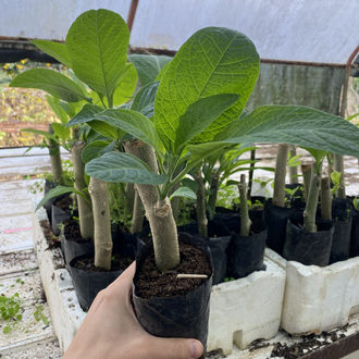 Pembe brugmansia çiçeği
