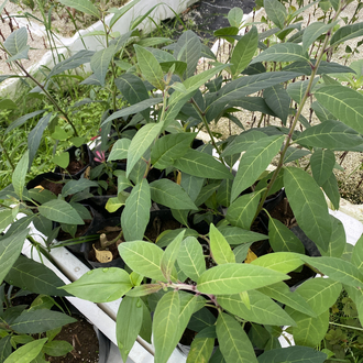 Cestrum elegans çiçeği
