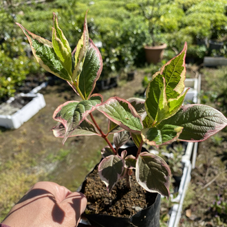 Alacalı Weigela çiçeği