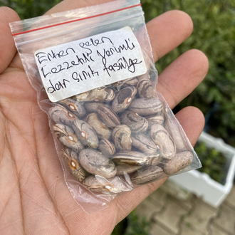 Erken gelen lezzetli dar fasülye tohumu