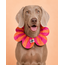PawBow Flower Dog Collar (orange pink stripe)