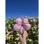 Giant Blooming Daisy (Babypink)
