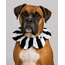 PawBow Flower Dog Collar (black and white stripe)