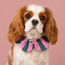 PawBow Flower Dog Collar (green pink stripe)
