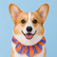 PawBow Flower Dog Collar (lilac orange stripe)