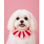 PawBow Flower Dog Collar (red pink stripe)