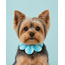 PawBow Flower Dog Collar (blue aqua stripe)