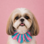 PawBow Flower Dog Collar (aqua pink stripe)