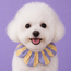 PawBow Flower Dog Collar (multicolour collection)