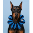 PawBow Flower Dog Collar (navy blue stripe)