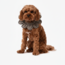 PawBow Flower Dog Collar (Navy Gingham)