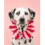 PawBow Flower Dog Collar (red pink stripe)