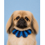 PawBow Flower Dog Collar (navy blue stripe)