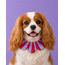 PawBow Flower Dog Collar (red lilac stripe)