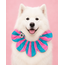 PawBow Flower Dog Collar (aqua pink stripe)