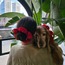 PawBow Flower Dog Collar ve Mum Scrunchie Set (RedNavyGingam)
