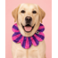 PawBow Flower Dog Collar (pink purple stripe)