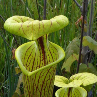 Sarı Sürahi Bitkisi – Sarracenia flava – 10 Tohum