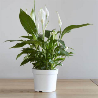 Barış Çiçeği (Spathiphyllum) – 10 Tohum