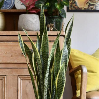 Paşa Kılıcı (Sansevieria) – 10 Tohum