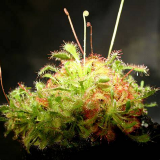 Kaşık Yapraklı Güneşgülü – Drosera spatulata – 10 Tohum