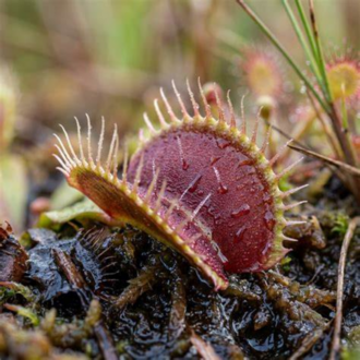 Venüs Sinek Kapanı – Dionaea muscipula – 10 Tohum