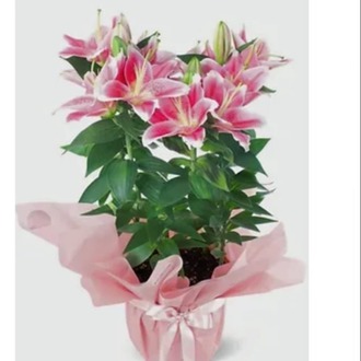 Lilyum Çiçeği (Pazar)