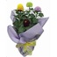 Ponpon Kırzantem (Flower Pops)