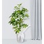 2'li Şeflora