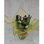 Dikenler Tacı (Euphorbia)