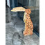 Leopar Panter