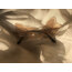 Dragon-fly Champagne 