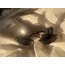 Dragon-Fly Black