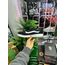 Vans Ultrarange