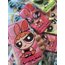 Powerpuff Girls pembe(iphone14promax) Telefon Kılıfı