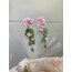 “Rose Liane”
