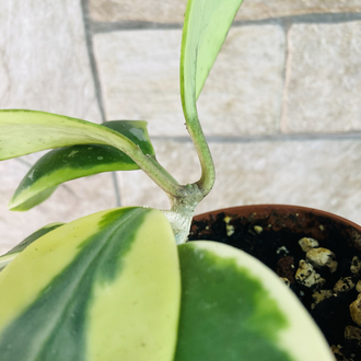 Hoya kerrii variegate