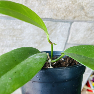 Hoya vitiensis