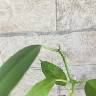 Hoya gildingii