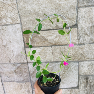Hoya cummingiana (büyük boy)
